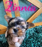 Zinnia, a female Yorkshire Terrier for sale in Trinity, FL – 2 of 7