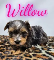 Willow , a female Yorkshire Terrier for sale in Trinity, FL – 5 of 5