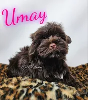 Umay READY , a female Yorkshire Terrier for sale in Trinity, FL – 4 of 5