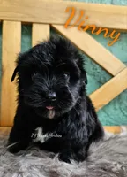 Vinny, a male Yorkshire Terrier for sale in Trinity, FL – 3 of 4