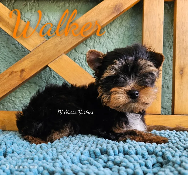 Walker – Yorkshire Terrier puppy for sale in Trinity, FL