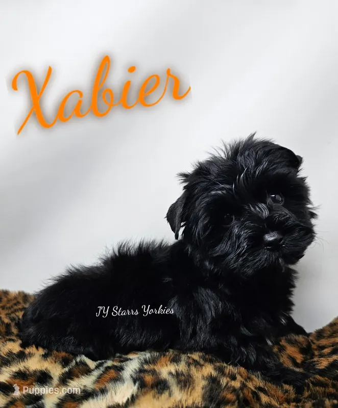 Xabier READY  – Yorkshire Terrier puppy for sale in Trinity, FL
