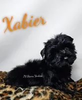 Xabier READY , a male Yorkshire Terrier for sale in Trinity, FL – 1 of 4