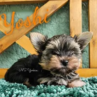 Yoshi, a male Yorkshire Terrier for sale in Trinity, FL – 3 of 5