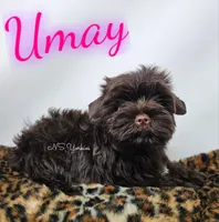 Umay READY , a female Yorkshire Terrier for sale in Trinity, FL – 2 of 5