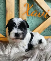 Xavi, a male Yorkshire Terrier for sale in Trinity, FL – 5 of 6