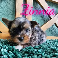 Zinnia, a female Yorkshire Terrier for sale in Trinity, FL – 6 of 7