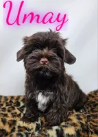 Umay READY , a female Yorkshire Terrier for sale in Trinity, FL – 5 of 5