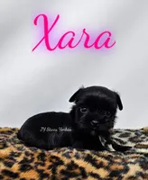 Xara, a female Yorkshire Terrier for sale in Trinity, FL – 4 of 4