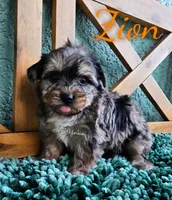 Zion, a male Yorkshire Terrier for sale in Trinity, FL – 4 of 7