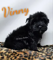 Vinny, a male Yorkshire Terrier for sale in Trinity, FL – 4 of 4