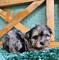 Zion, a male Yorkshire Terrier for sale in Trinity, FL – 5 of 7