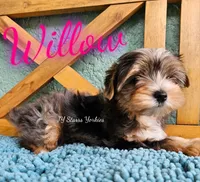 Willow READY , a female Yorkshire Terrier for sale in Trinity, FL – 4 of 5
