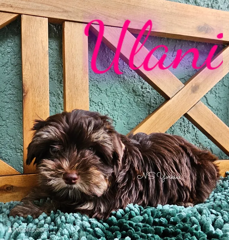 Ulani  – Yorkshire Terrier puppy for sale in Trinity, FL
