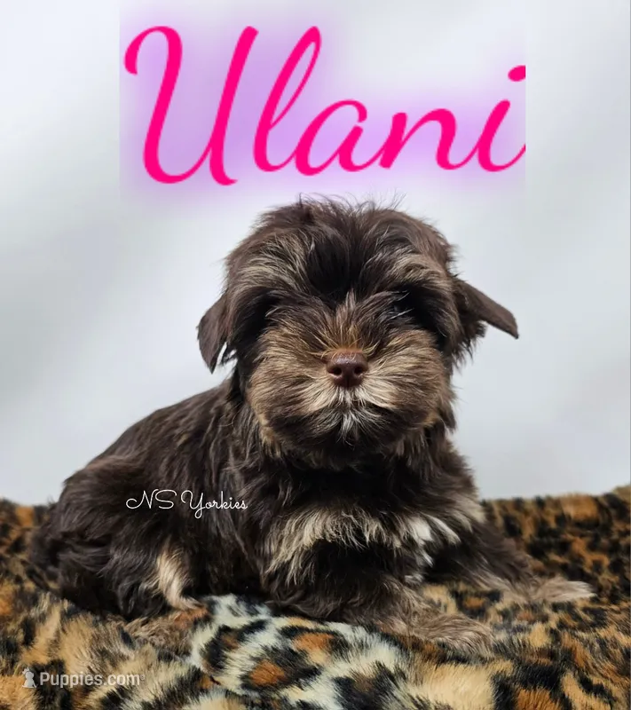Ulani READY  – Yorkshire Terrier puppy for sale in Trinity, FL