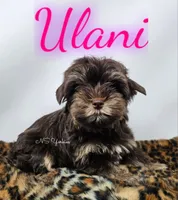 Ulani READY , a female Yorkshire Terrier for sale in Trinity, FL – 1 of 4