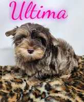 Ultima READY , a female Yorkshire Terrier for sale in Trinity, FL – 3 of 4