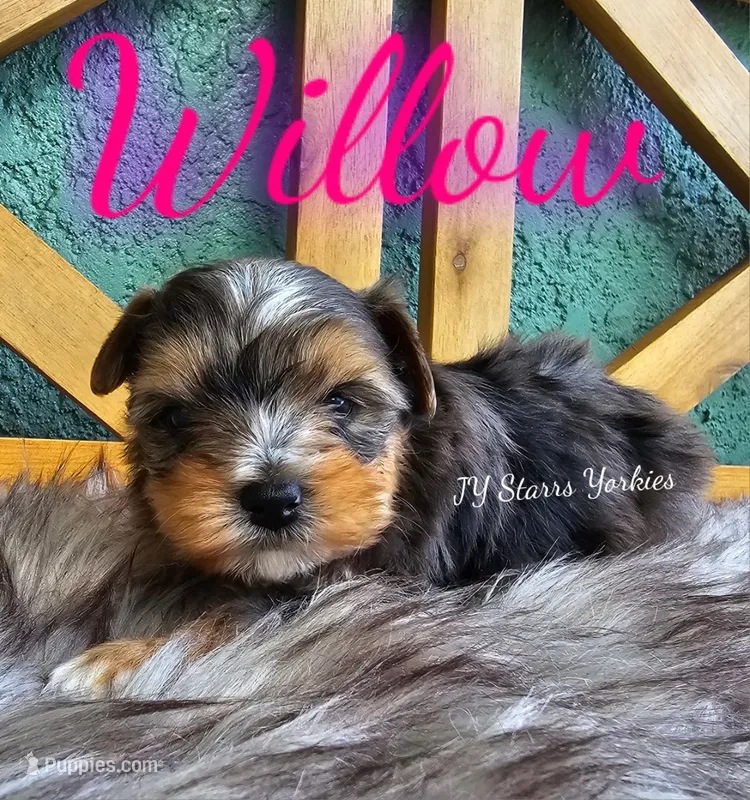 Willow  – Yorkshire Terrier puppy for sale in Trinity, FL