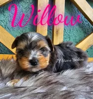 Willow , a female Yorkshire Terrier for sale in Trinity, FL – 1 of 5