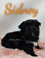 Sidney , a male Yorkshire Terrier for sale in Trinity, FL – Photo 2 of 4