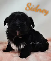 Sidney , a male Yorkshire Terrier for sale in Trinity, FL – Photo 4 of 4