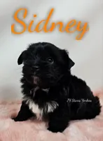 Sidney , a male Yorkshire Terrier for sale in Trinity, FL – Photo 3 of 4