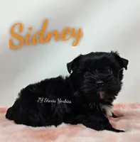 Sidney , a male Yorkshire Terrier for sale in Trinity, FL – Photo 1 of 4