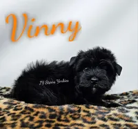 Vinny, a male Yorkshire Terrier for sale in Trinity, FL – 2 of 4