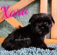 Xara READY , a female Yorkshire Terrier for sale in Trinity, FL – 3 of 5
