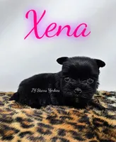 Xena Small, a female Yorkshire Terrier for sale in Trinity, FL – 3 of 4