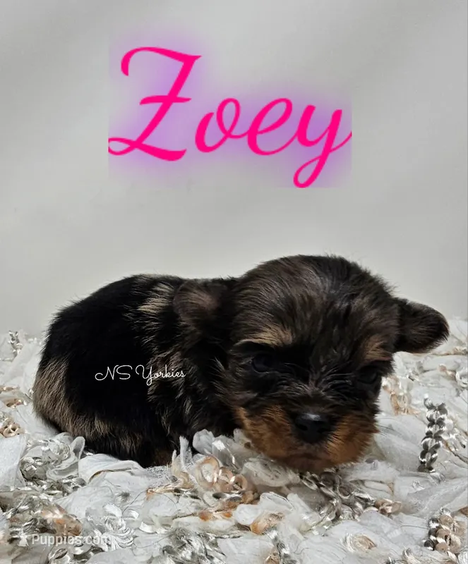 Zoey – Yorkshire Terrier puppy for sale in Trinity, FL