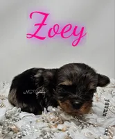 Zoey, a female Yorkshire Terrier for sale in Trinity, FL – 1 of 4