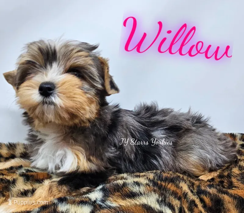 Willow  – Yorkshire Terrier puppy for sale in Trinity, FL