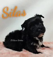 Silas, a male Yorkshire Terrier for sale in Trinity, FL – Photo 4 of 4
