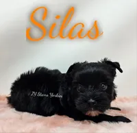 Silas, a male Yorkshire Terrier for sale in Trinity, FL – Photo 3 of 4