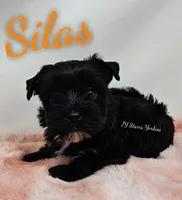 Silas, a male Yorkshire Terrier for sale in Trinity, FL – Photo 2 of 4