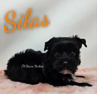 Silas, a male Yorkshire Terrier for sale in Trinity, FL – Photo 1 of 4