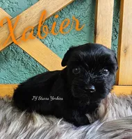 Xabier, a male Yorkshire Terrier for sale in Trinity, FL – 3 of 4