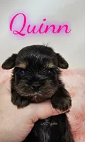 Quinn, a female Yorkshire Terrier for sale in Trinity, FL – Photo 4 of 5