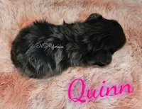 Quinn, a female Yorkshire Terrier for sale in Trinity, FL – Photo 2 of 5