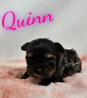 Quinn, a female Yorkshire Terrier for sale in Trinity, FL – Photo 1 of 5