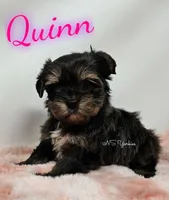 Quinn READY , a female Yorkshire Terrier for sale in Trinity, FL – Photo 4 of 5