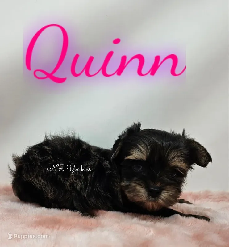 Quinn READY  – Yorkshire Terrier puppy for sale in Trinity, FL