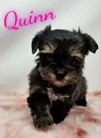Quinn READY , a female Yorkshire Terrier for sale in Trinity, FL – Photo 5 of 5