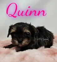 Quinn READY , a female Yorkshire Terrier for sale in Trinity, FL – Photo 2 of 5