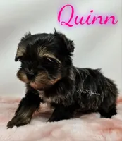 Quinn READY , a female Yorkshire Terrier for sale in Trinity, FL – Photo 3 of 5