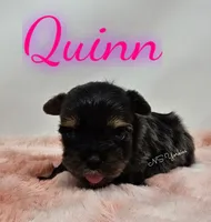 Quinn, a female Yorkshire Terrier for sale in Trinity, FL – Photo 5 of 5