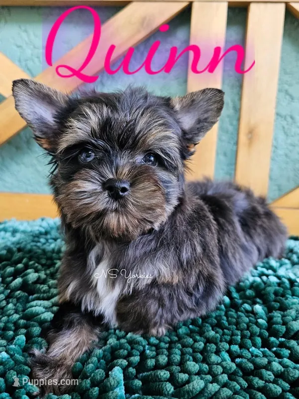 Quinn READY  – Yorkshire Terrier puppy for sale in Trinity, FL