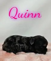 Quinn, a female Yorkshire Terrier for sale in Trinity, FL – Photo 3 of 5
