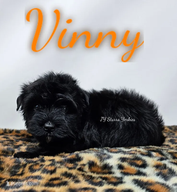 Vinny – Yorkshire Terrier puppy for sale in Trinity, FL